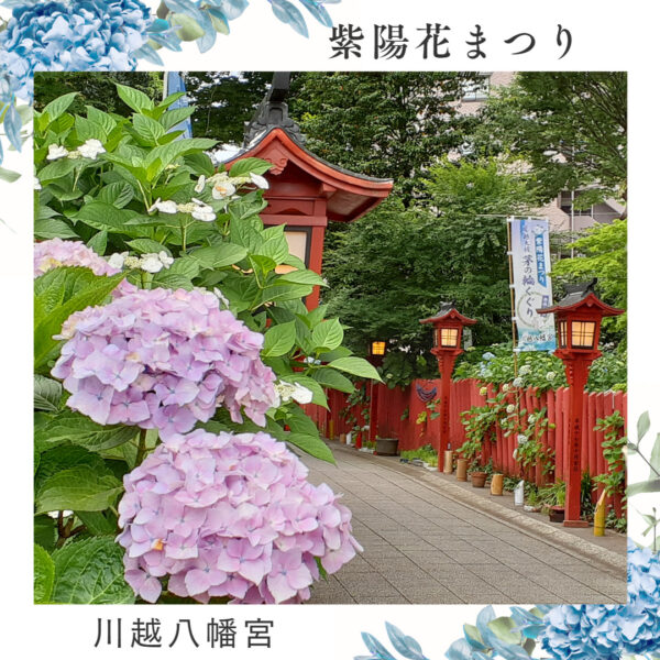 Kawagoe Hachimangu Shrine “Hydrangea Festival”