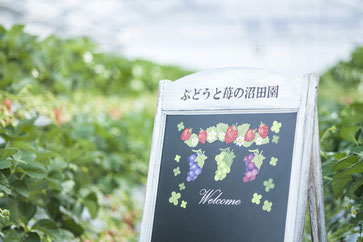 Numata-Garten mit Trauben und Erdbeeren