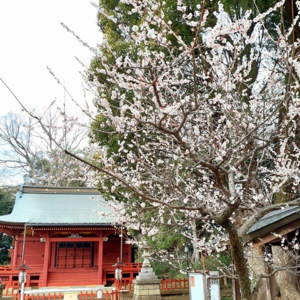 三芳野神社の春まつり