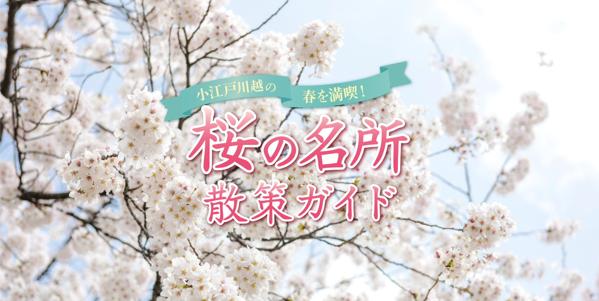 Enjoy spring in Koedo Kawagoe!Cherry Blossom Viewing Guide