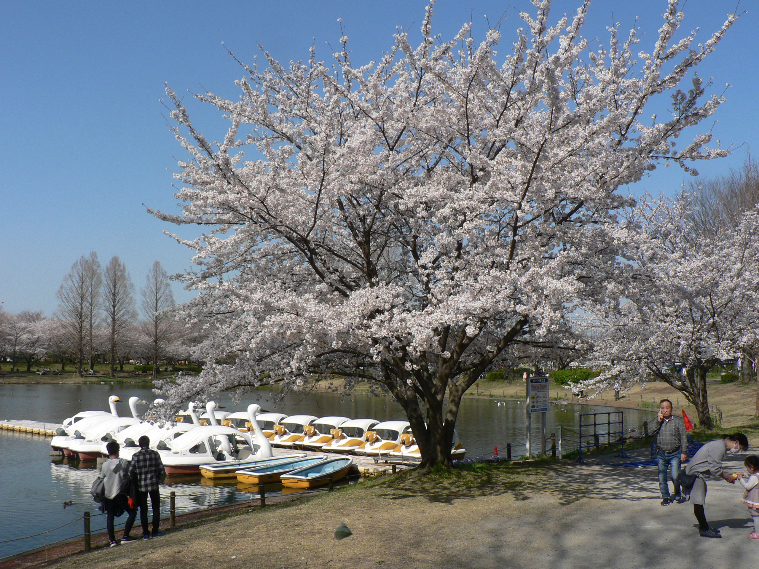 四季の花々と紅葉スポット 小江戸川越特集 小江戸川越ウェブ 小江戸川越観光協会